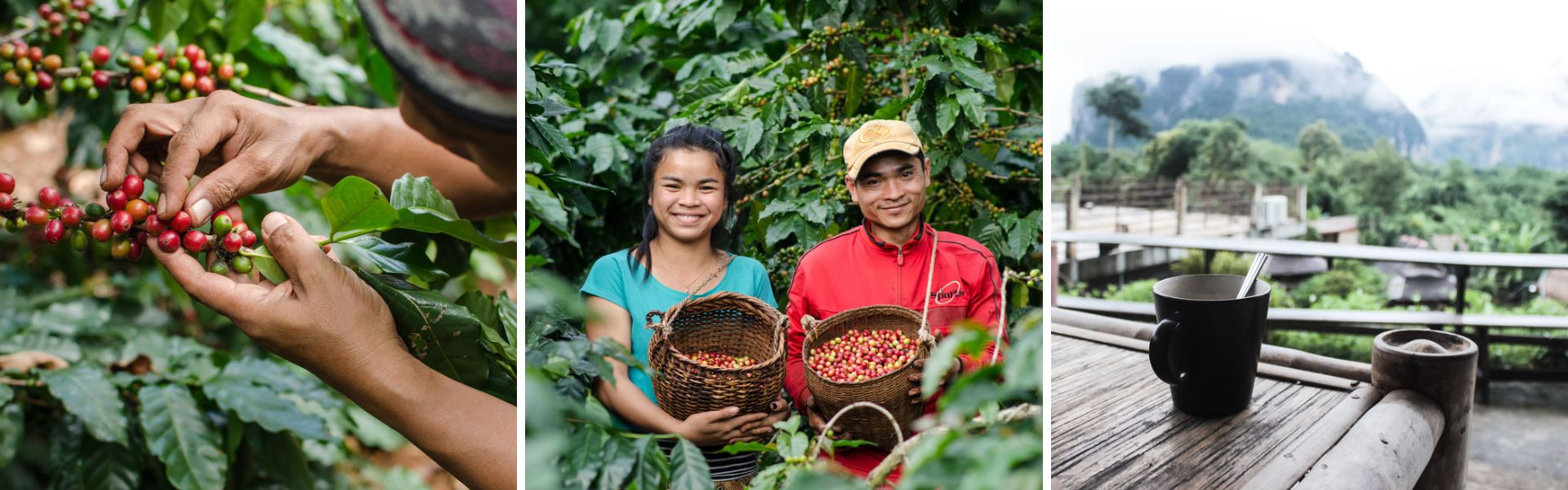 Caffè del Laos