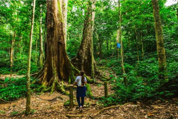 Il parco nazionale di Cuc Phuong: guida & consigli