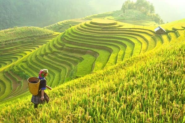 Mu Cang Chai