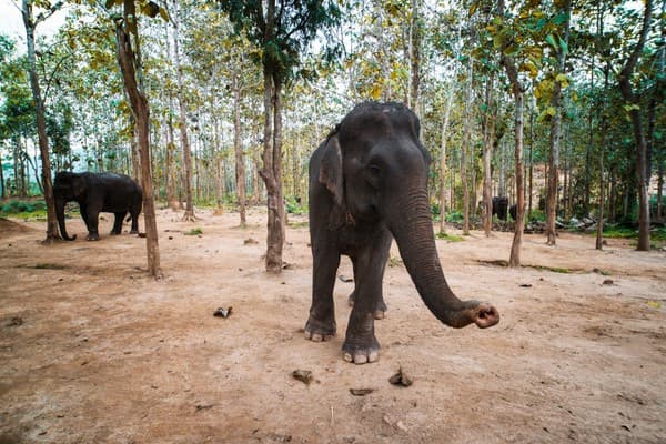 Luang Prabang - MandaLao Sanctuary - Therapeutic Trek