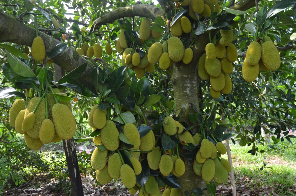 delta di mekong, can tho, frutteto