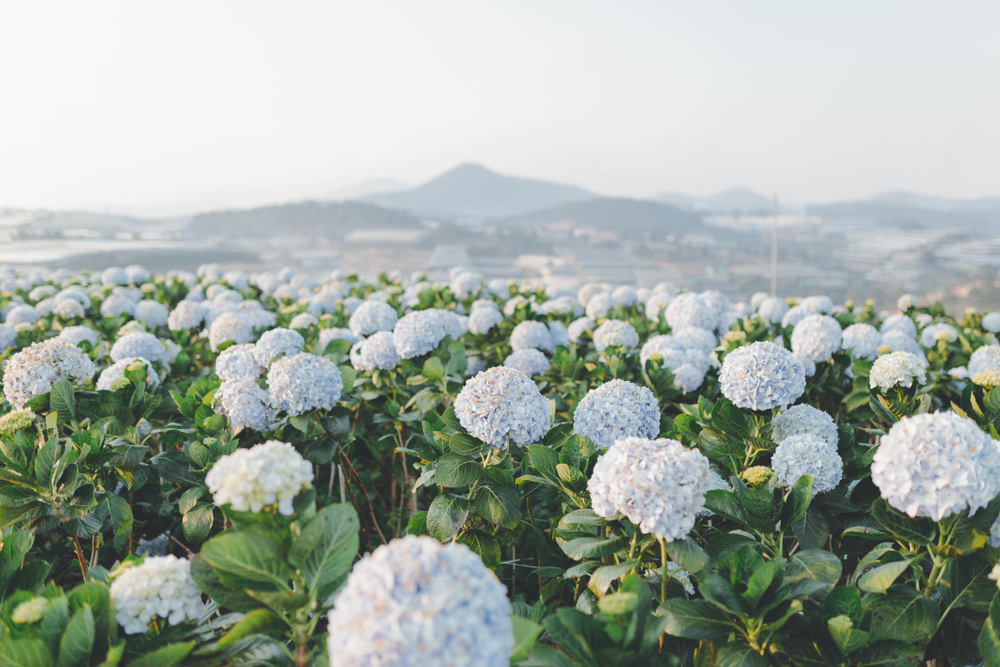 Dalat