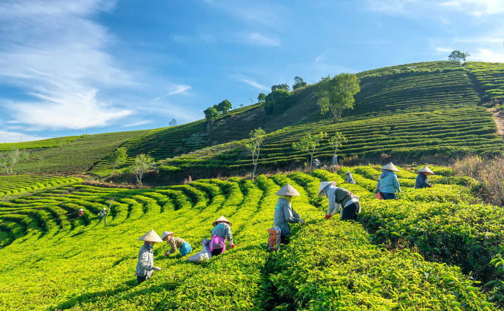Dalat vietnam cau dat