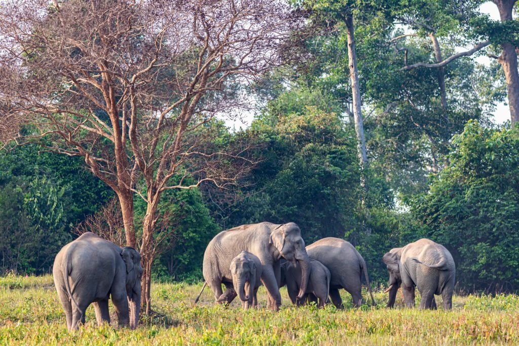 Khao Yai