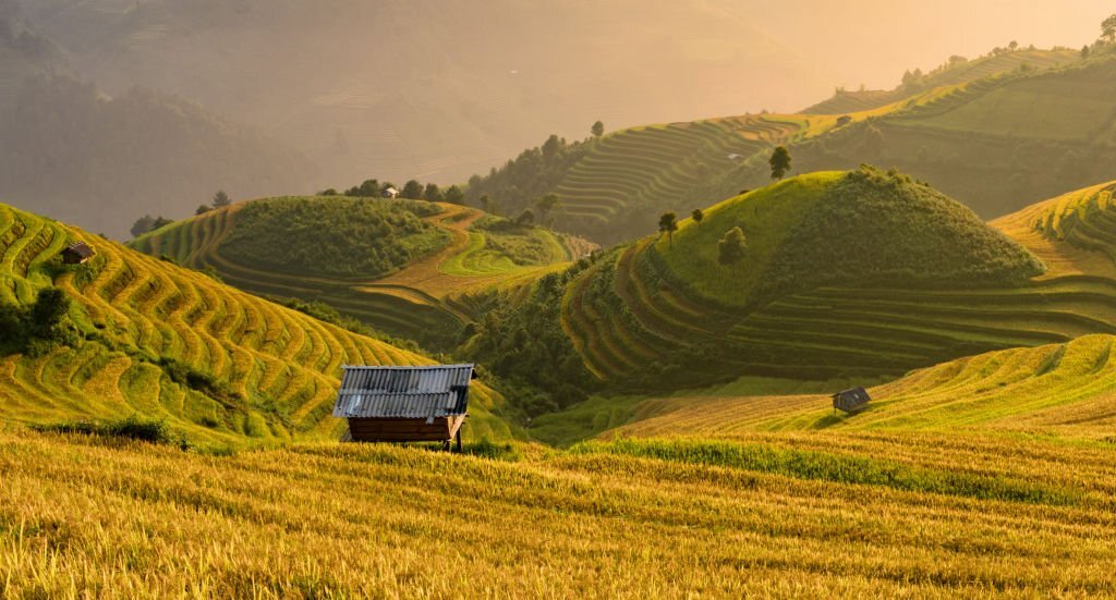 mu cang chai, vietnam, Stagione di riso maturo