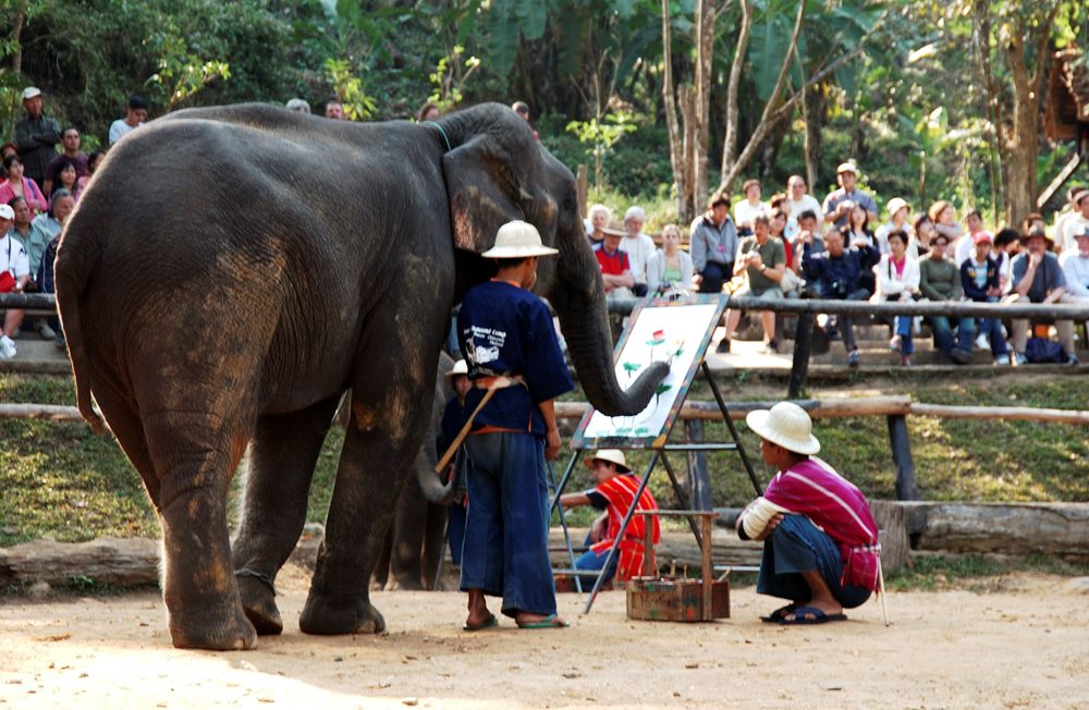 campo elefante mae sa