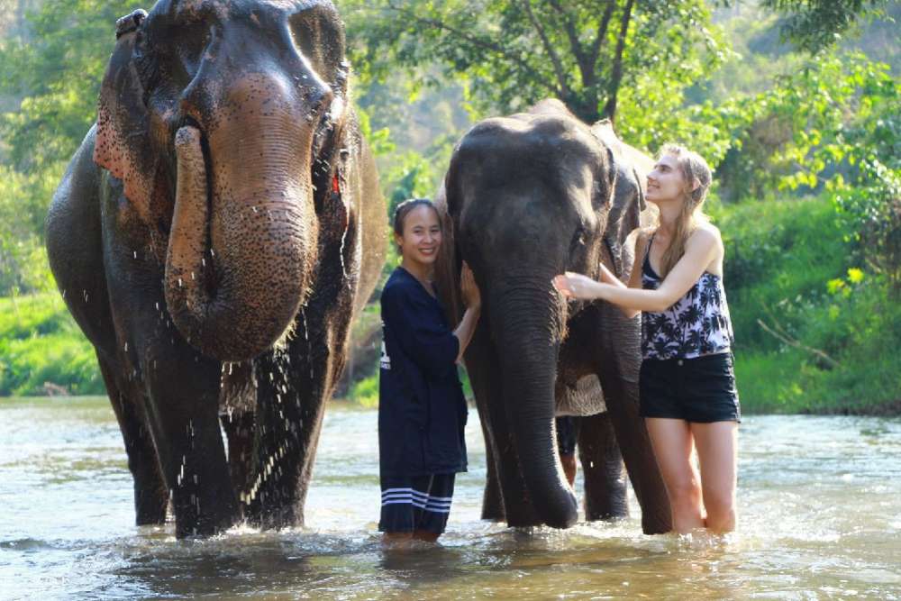 Elephant Jungle Santuary, Chiang Mai