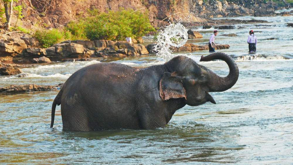 elefante in Laos