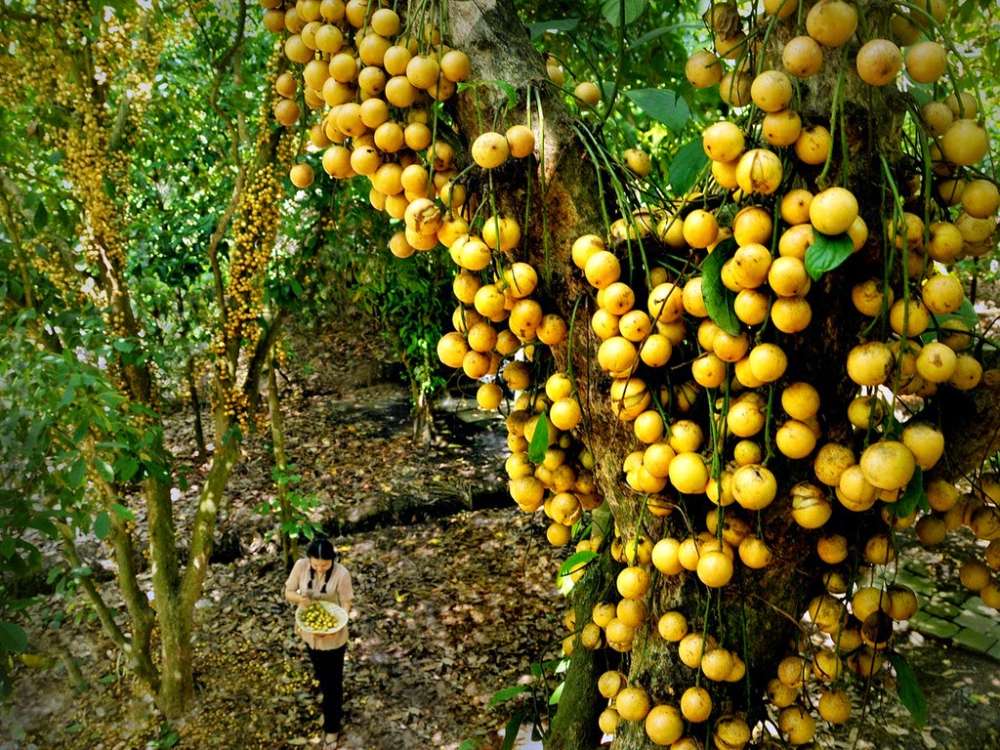 frutteti delta mekong vietnam