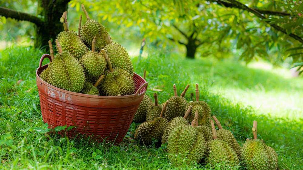 frutteti delta mekong vietnam
