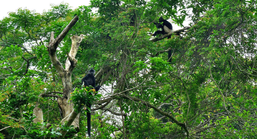 parco nazionale cuc phuong