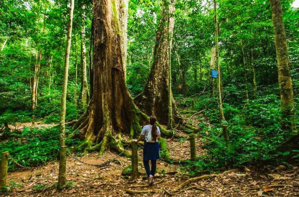 Il Parco nazionale di Cuc Phuong