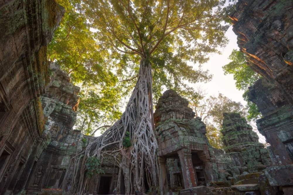 tempio Ta Prohm